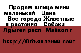 Продам шпица мини маленький › Цена ­ 15 000 - Все города Животные и растения » Собаки   . Адыгея респ.,Майкоп г.